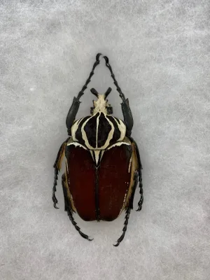 Goliathus goliatus, sp. Beetle Exceptional specimen Prehistoric Online