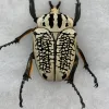 Goliathus albosignatus kirkianus Beetle, Exceptional specimen Prehistoric Online