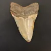Megalodon Tooth  South Carolina 3 7/8″ Prehistoric Online