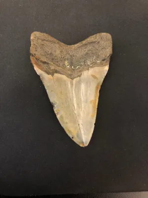 Megalodon Tooth  South Carolina 3 7/8″ Prehistoric Online