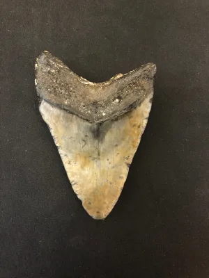 Megalodon Tooth  South Carolina 3 3/4″ Prehistoric Online