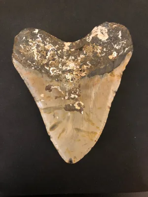 Megalodon Tooth  South Carolina 5 1/4″ Prehistoric Online