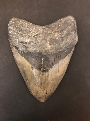 Megalodon Tooth  South Carolina 5 1/2″ Prehistoric Online