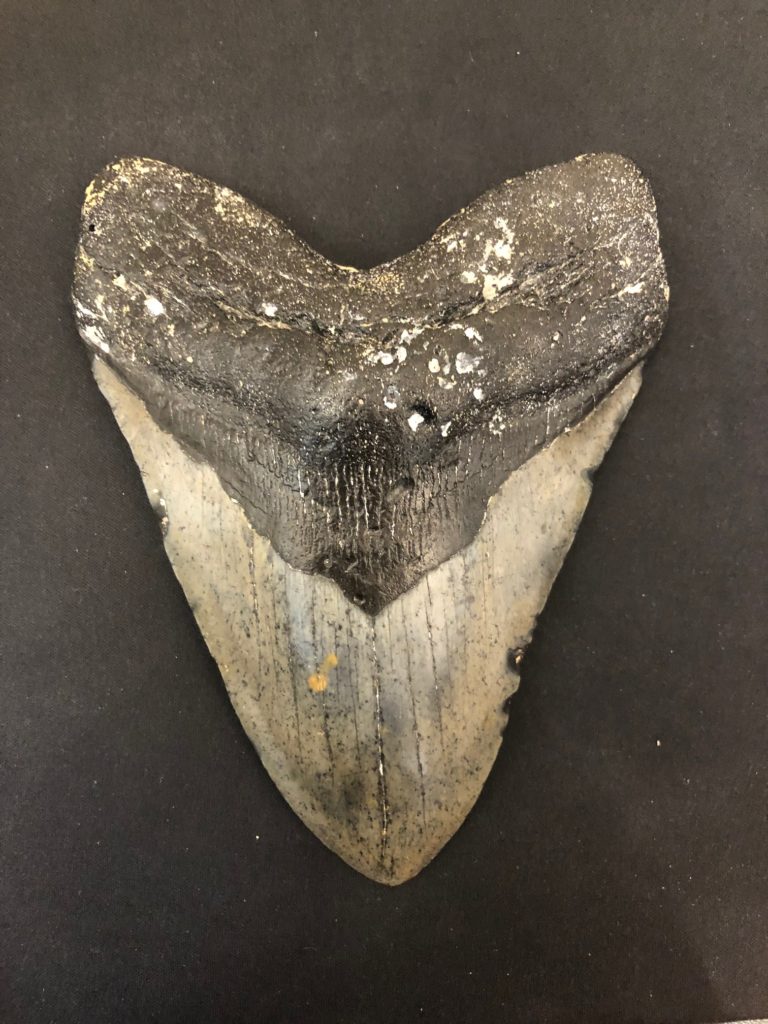 Meteorites, Megalodon Teeth, Petrified Wood and Taxidermy for sale now