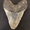 Megalodon Tooth  South Carolina 6″ Prehistoric Online