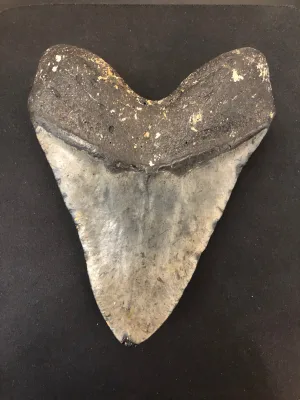 Megalodon Tooth  South Carolina 6″ Prehistoric Online