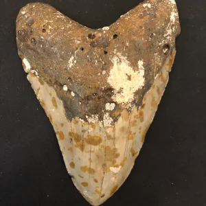 Megalodon Tooth  South Carolina 5 3/4"