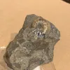 Ammonite fossil Scaphites, South Dakota Prehistoric Online