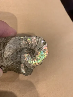 Ammonite fossil Scaphites, South Dakota Prehistoric Online