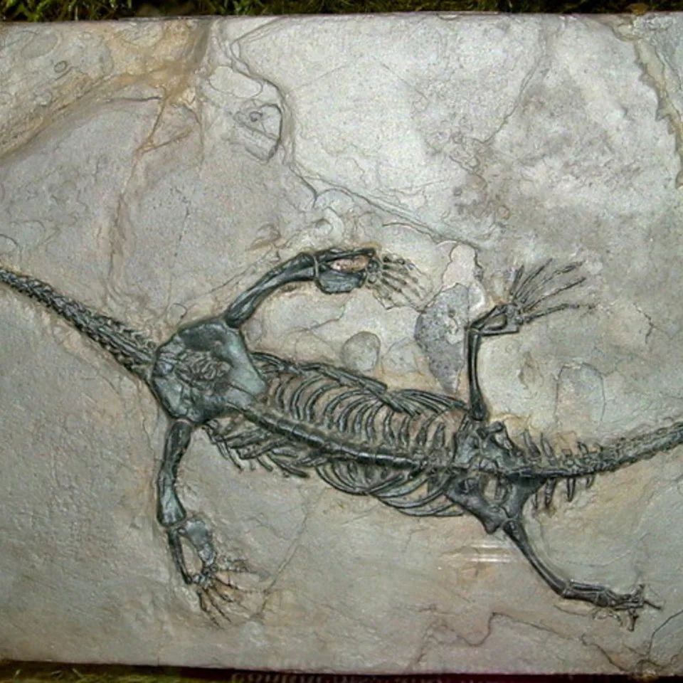 Keichousaurus hui fossil20150530 10865 121vzv6 960x960 jpg
