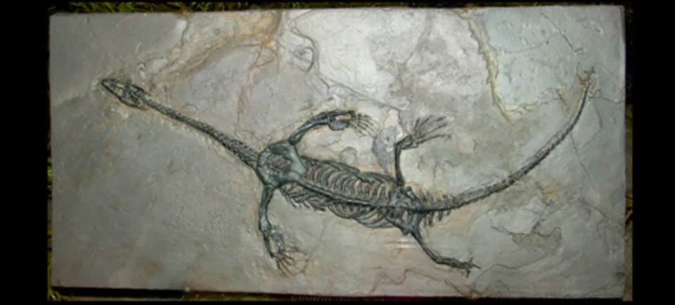 Keichousaurus hui fossil copy20150514 8000 1j6tayv 960x435 jpg