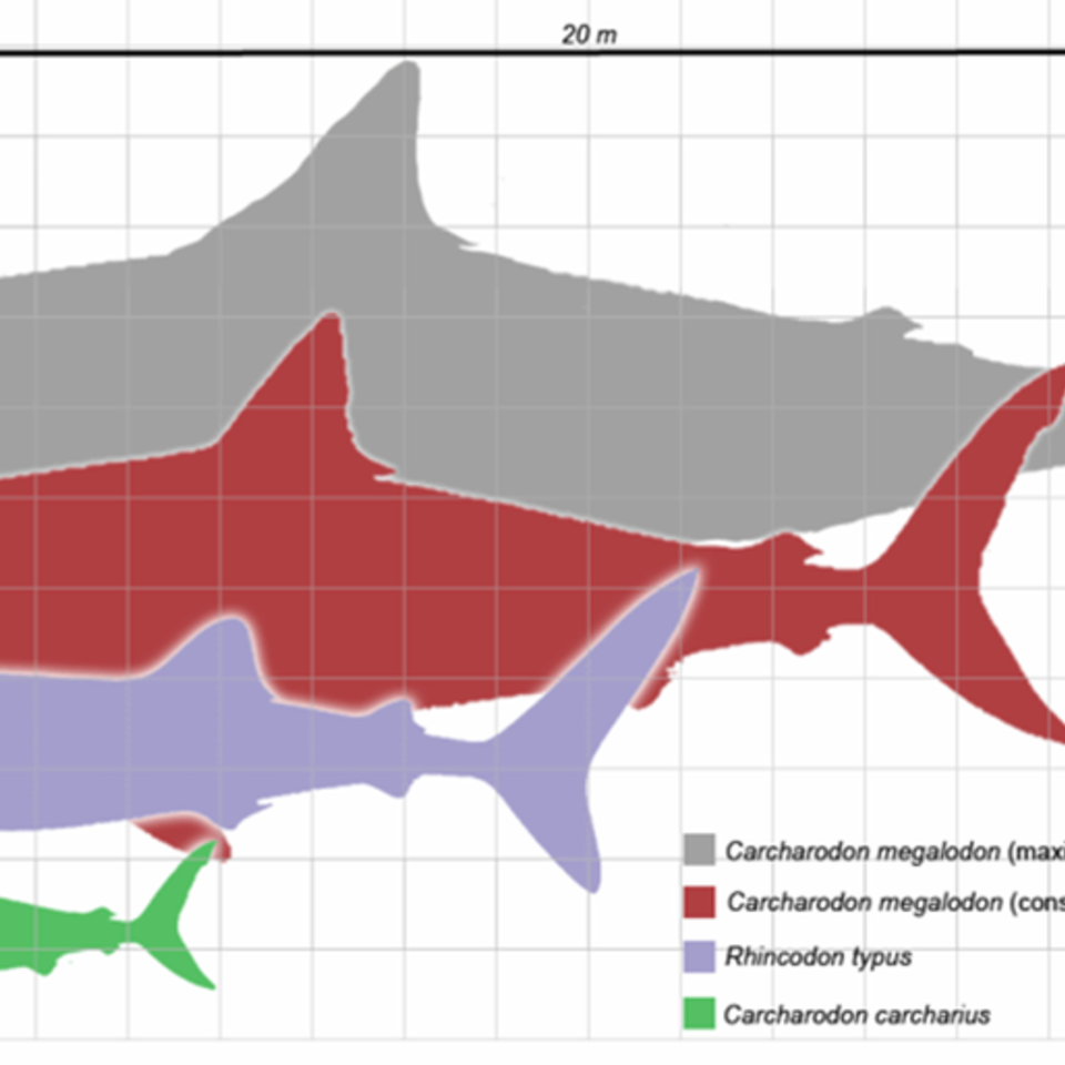 Megalodon scale120150515 2114