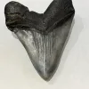 6.5″ Megalodon Tooth  South Carolina Prehistoric Online