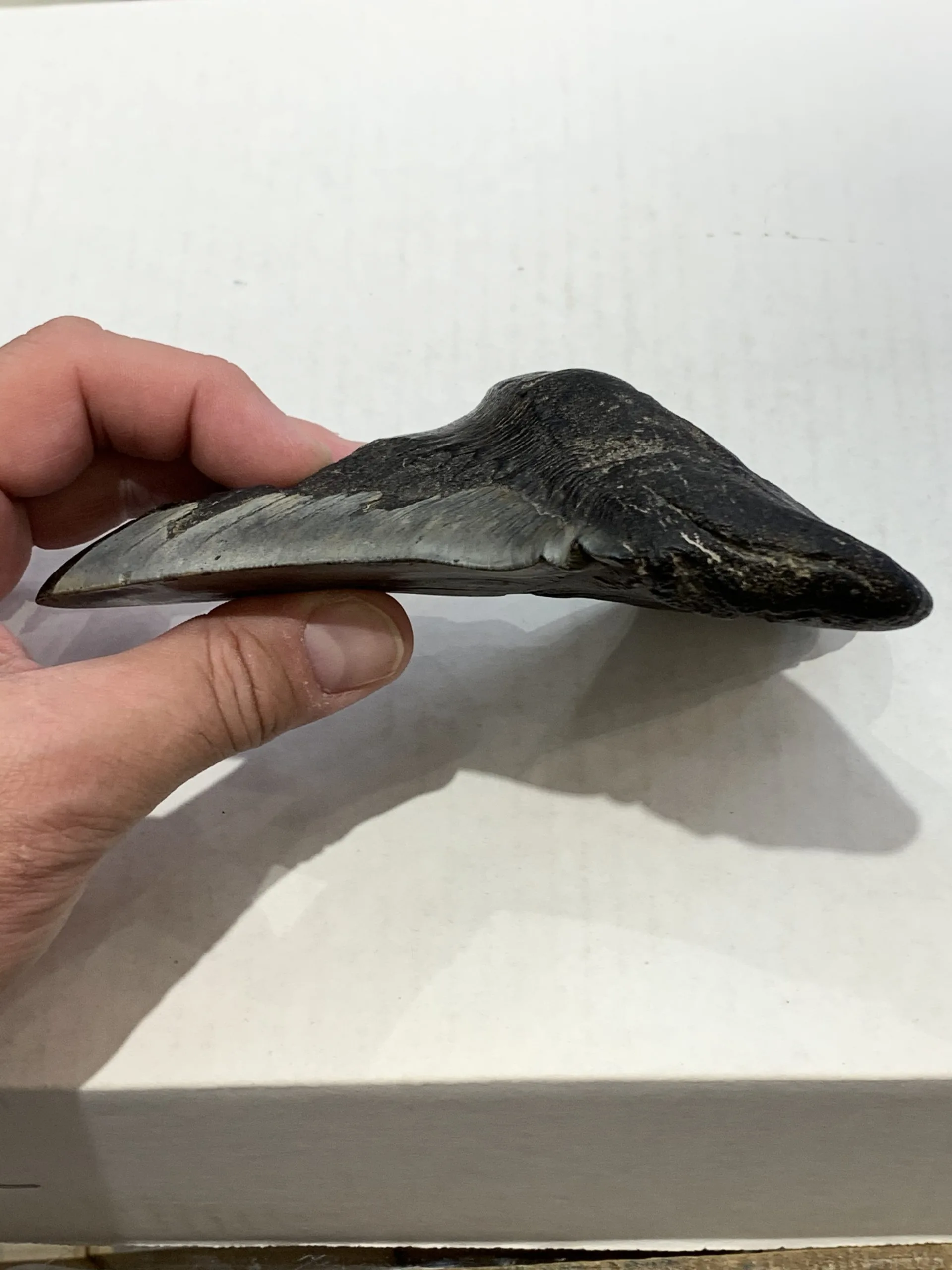 6.5″ Megalodon Tooth  South Carolina Prehistoric Online