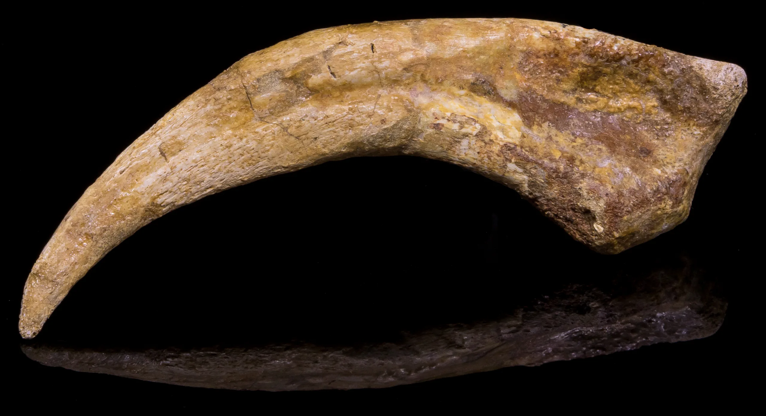 Spinosaurus Claw, Morocco, 5 inch monster Prehistoric Online