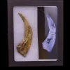 Spinosaurus Claw, Morocco Prehistoric Online