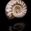 Ammonite w/shell, Madagascar    160 MYO Prehistoric Online