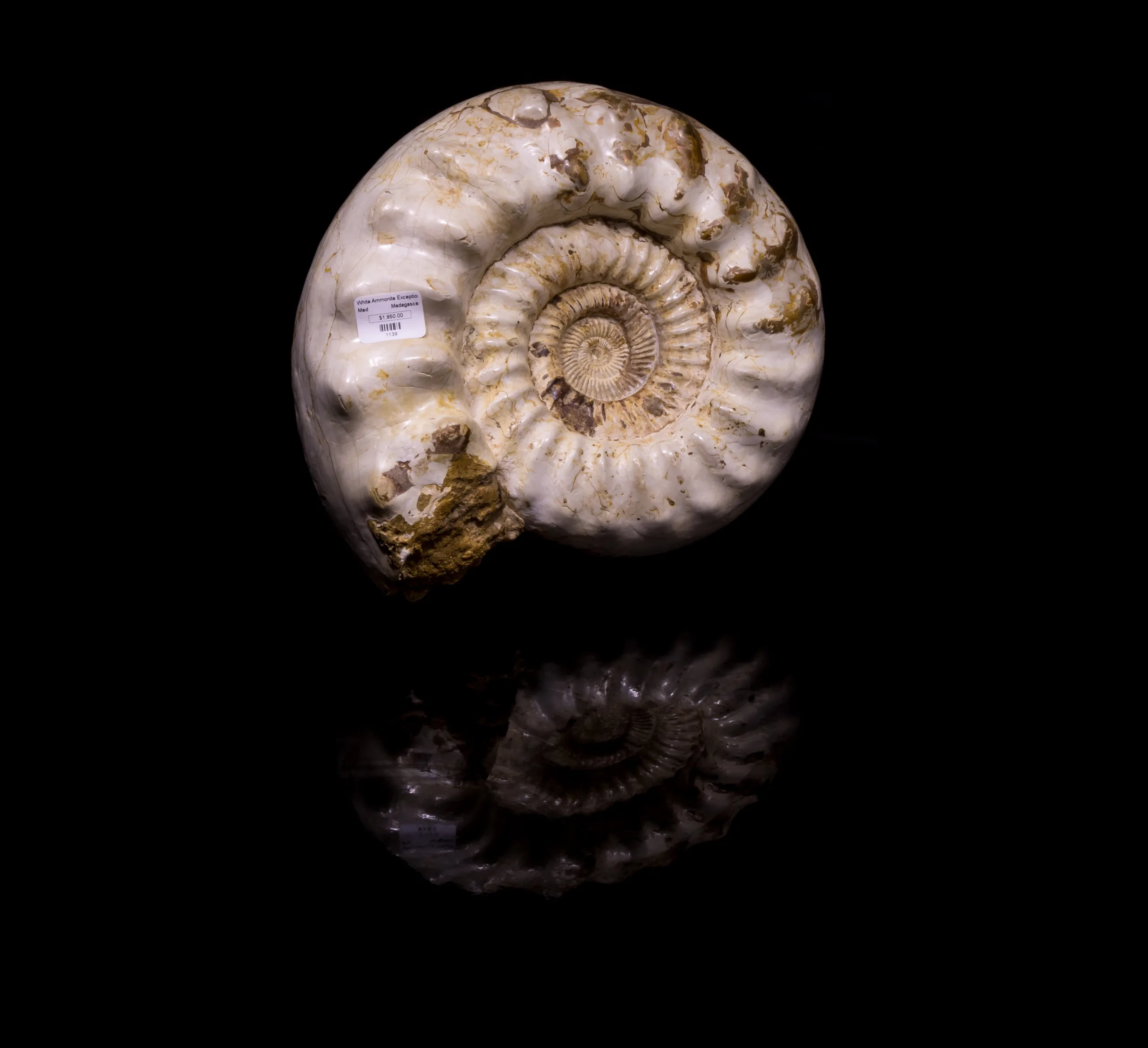 Ammonite w/shell, Madagascar    160 MYO Prehistoric Online