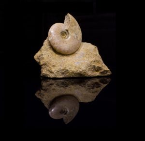 Ammonite, Dorset, England    160 MYO Prehistoric Online