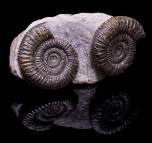 Dactylioceras Ammonite, England    160 MYO Prehistoric Online