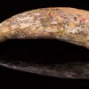 Spinosaurus Claw, Morocco Prehistoric Online