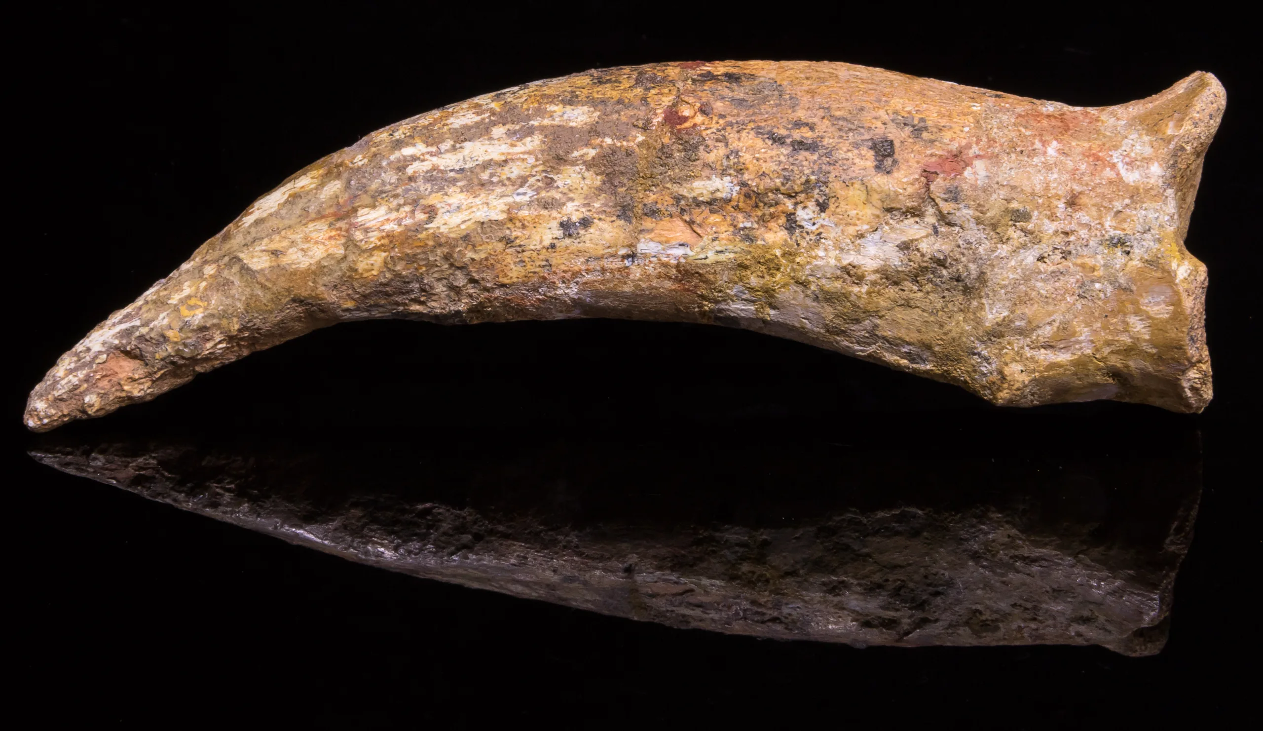 Spinosaurus Claw, Morocco, 5 1/2 inches long Prehistoric Online