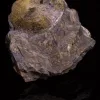 Scaphites Ammonite, S. Dakota   66-145 MYO Prehistoric Online