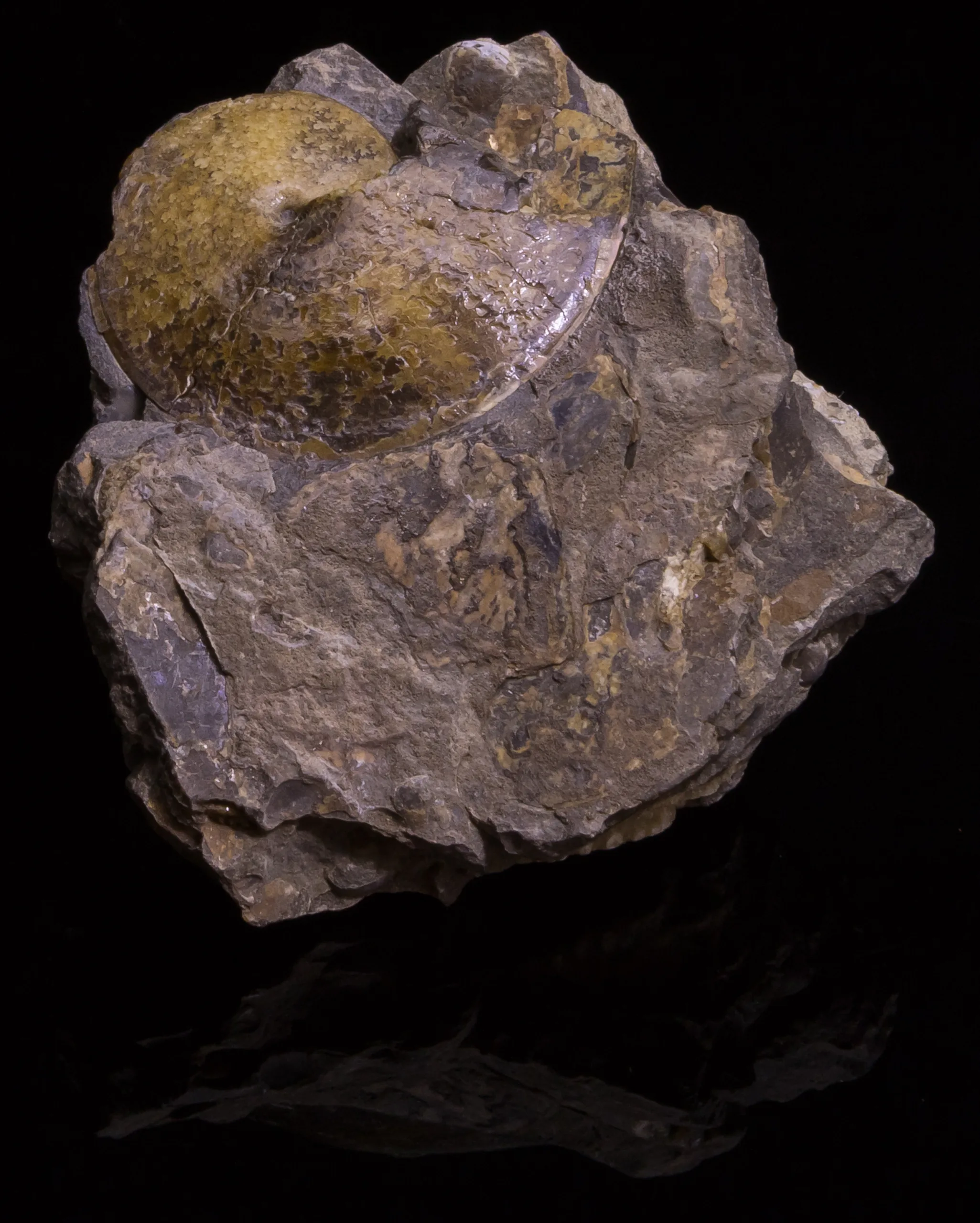Scaphites Ammonite, S. Dakota   66-145 MYO Prehistoric Online