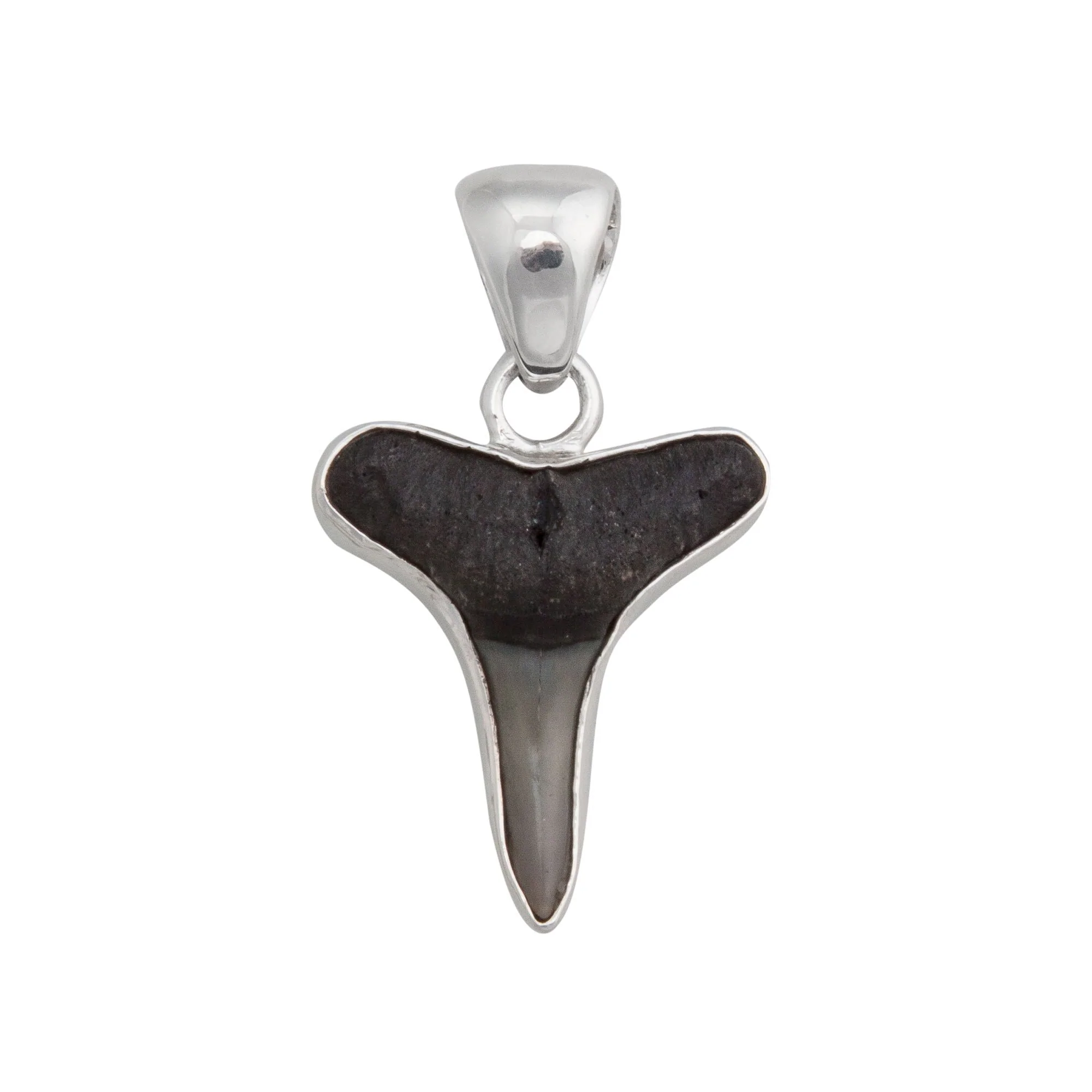 Fossil Shark Tooth Pendant- Silver .950 Prehistoric Online