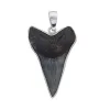 Fossil Shark Tooth Pendant- Silver .950 Prehistoric Online