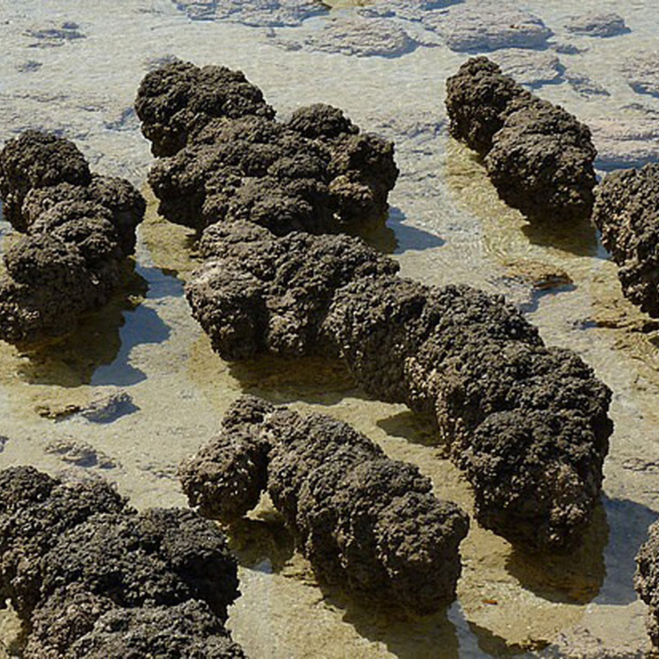Stromatolites120150515 8000