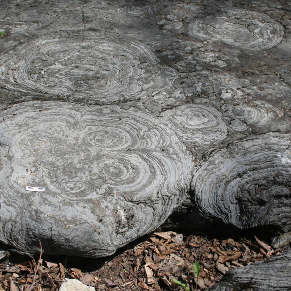 Stromatolites20150515 8000