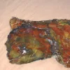 Petrified Wood slice Henry Mountain Utah Prehistoric Online