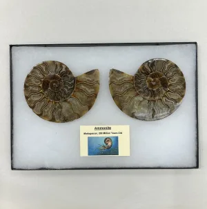 Collector Riker Box- Ammonite matched pair Prehistoric Online