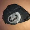 Ammonite fossil Acrioceras, Heteromorph Prehistoric Online