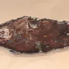 Petrified wood slice Juniper from Nevada Prehistoric Online