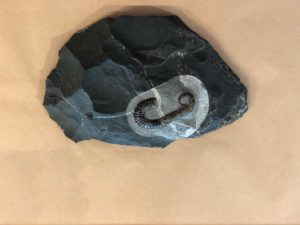 Ammonite fossil Acrioceras, Heteromorph Prehistoric Online