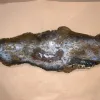 Petrified wood slice Rare Hubbard Basin, Nevada, Prehistoric Online