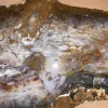 Petrified wood slice Rare Hubbard Basin, Nevada, Prehistoric Online