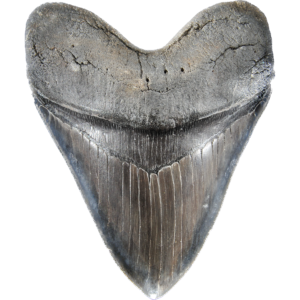 Megalodon 5- 6 1/2" teeth