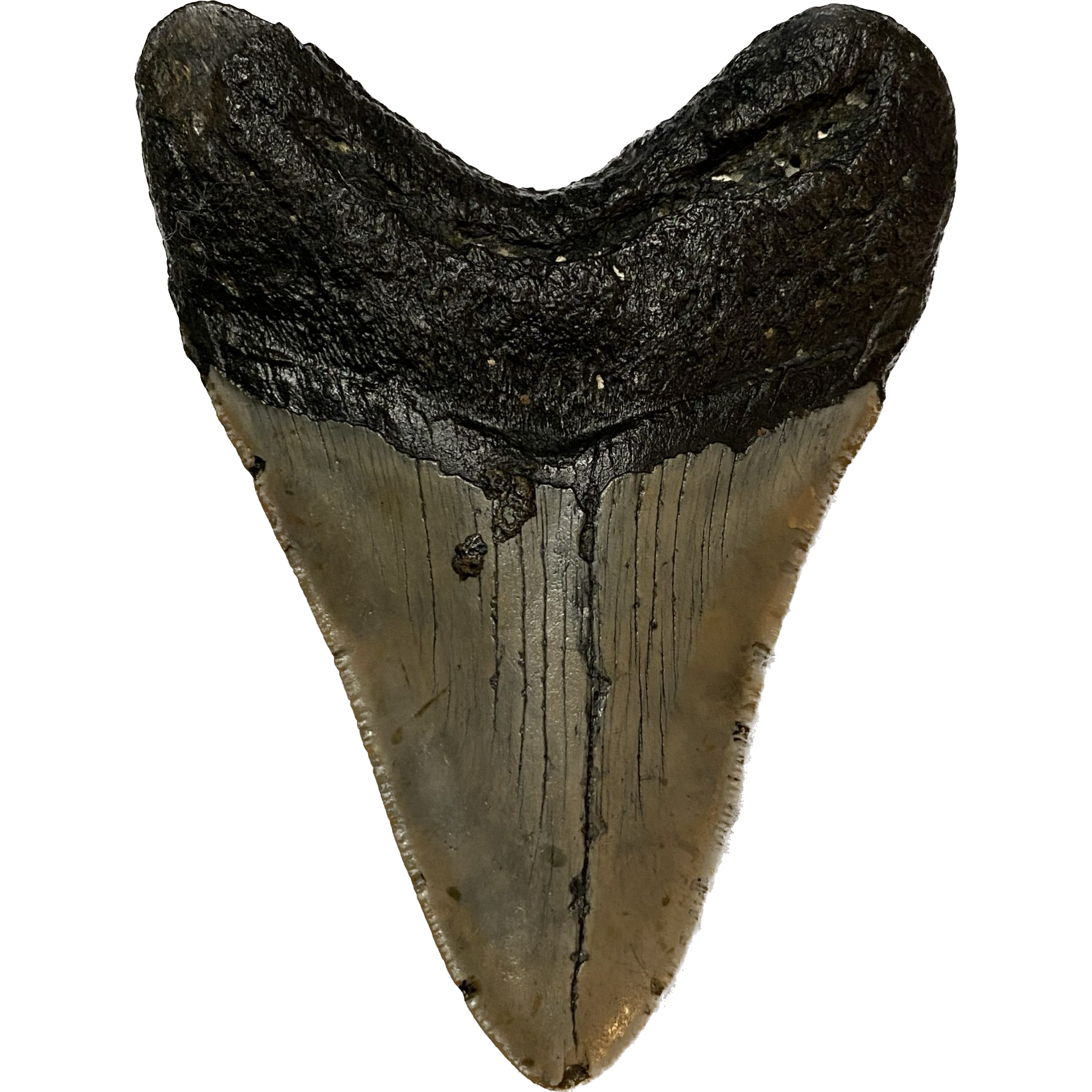 Megalodon Tooth South Carolina 4.56 inch Prehistoric Online