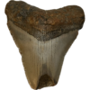 Megalodon Tooth, South Carolina, 3.75 inch Prehistoric Online