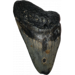 Megalodon Tooth, South Carolina, 3 3/4″ Prehistoric Online