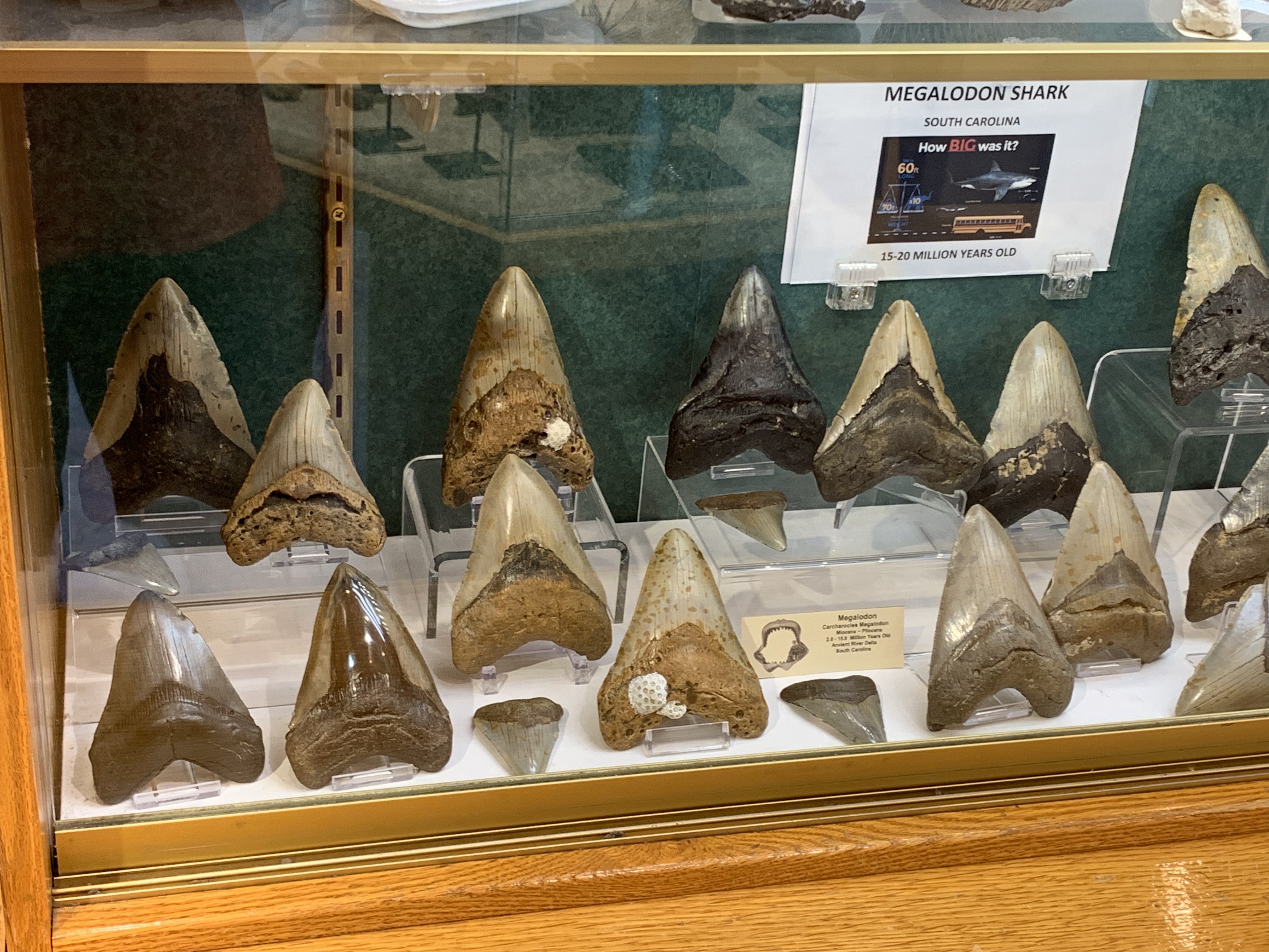 A Mouthful of Megalodon Teeth Are For Sale Now!!