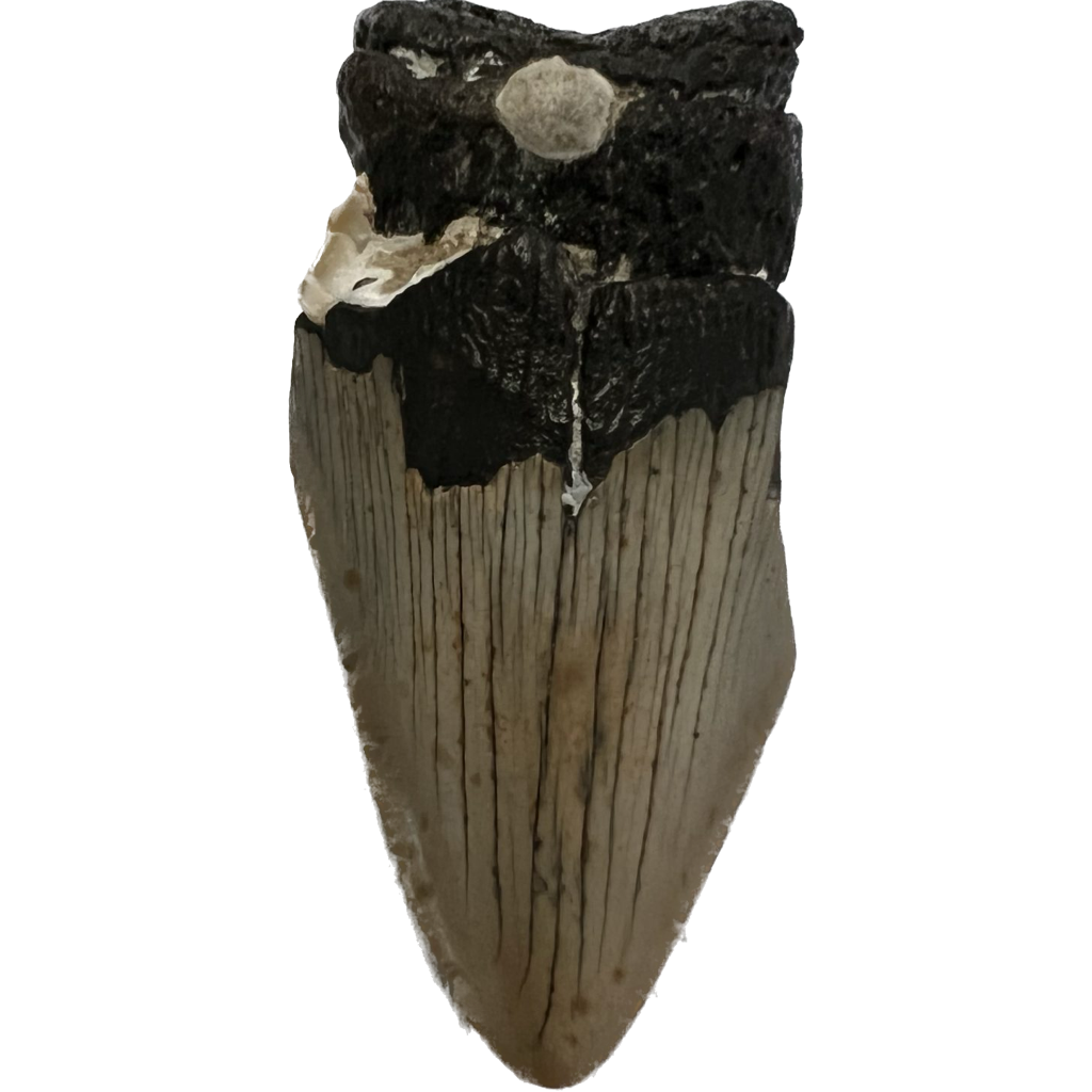 Megalodon Partial Tooth  South Carolina 3.75 inch Prehistoric Online