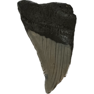 Megalodon Partial Tooth  South Carolina 2.90 inch Prehistoric Online