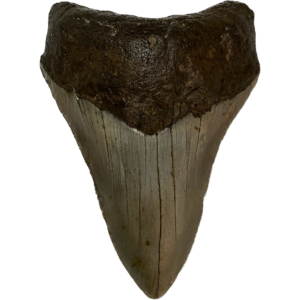 Megalodon Tooth South Carolina 4.08 inch Prehistoric Online