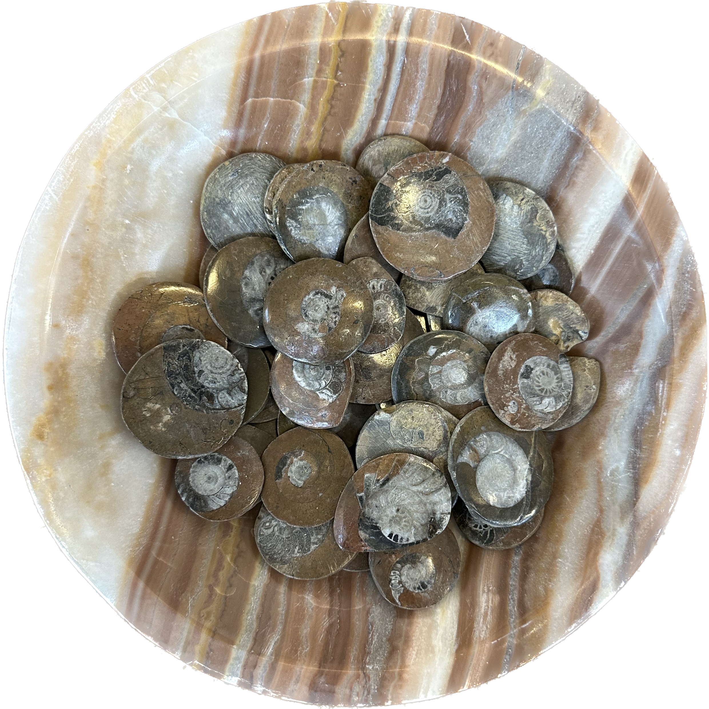 Ammonite- Goniatite- The Evolution stone Prehistoric Online