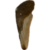 Megalodon Partial Tooth  South Carolina 4.92 inch Prehistoric Online