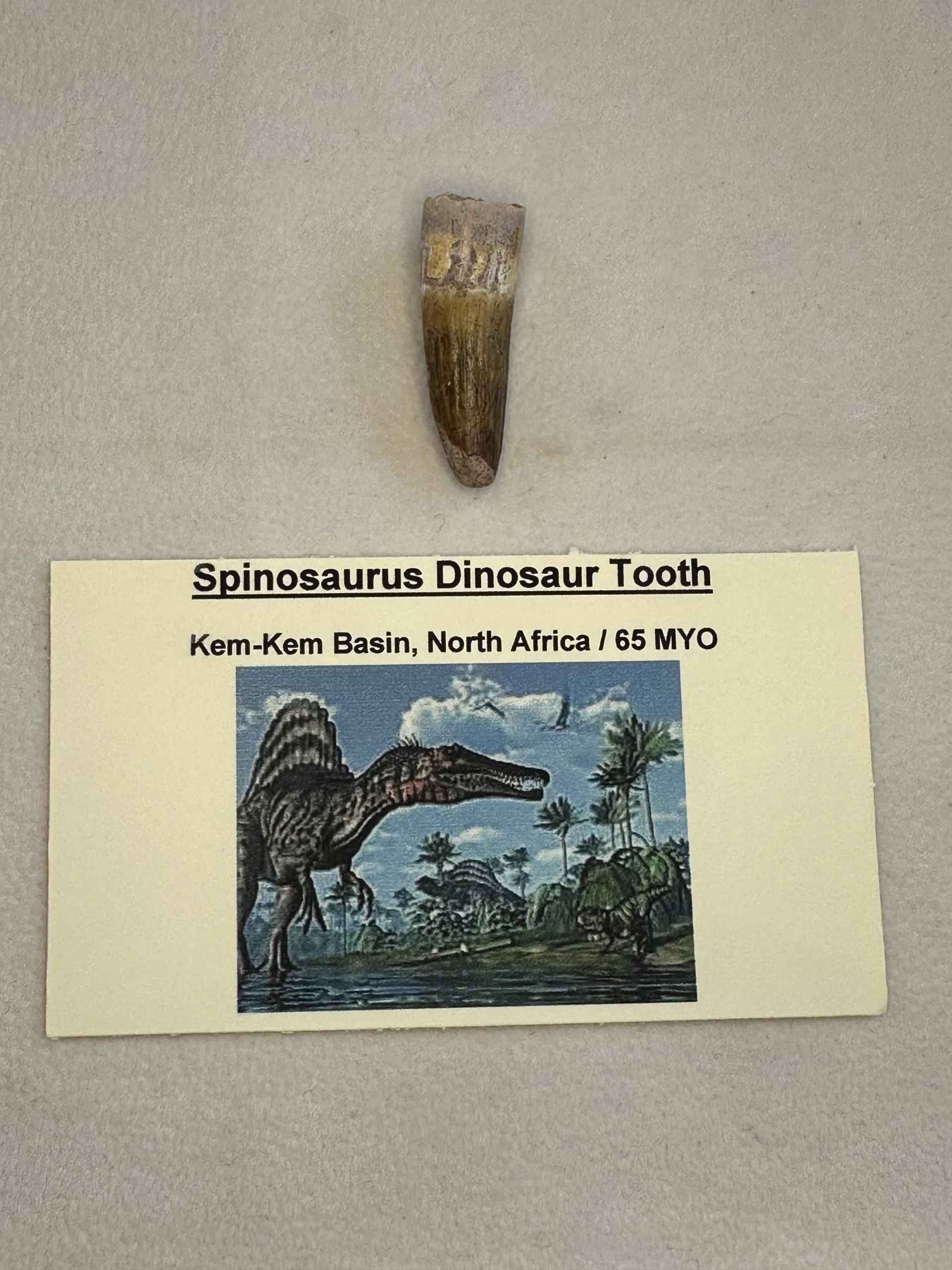 Spinosaurus Tooth, Morocco, 1 1/2 inch long Prehistoric Online